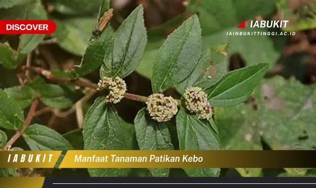 manfaat tanaman patikan kebo