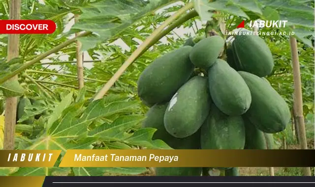 manfaat tanaman pepaya manfaat tanaman pepaya