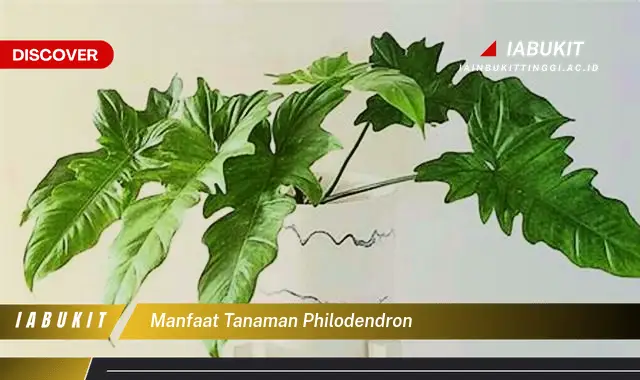 Ketahui Manfaat Tanaman Philodendron yang Jarang Diketahui, Bikin Kamu Penasaran!