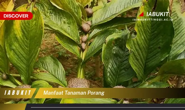 manfaat tanaman porang manfaat tanaman porang