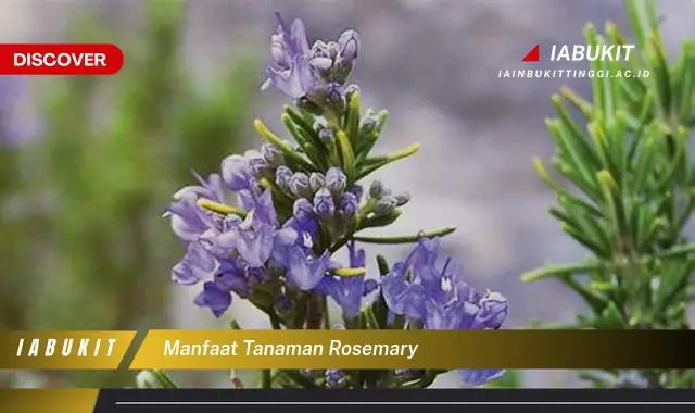 manfaat tanaman rosemary