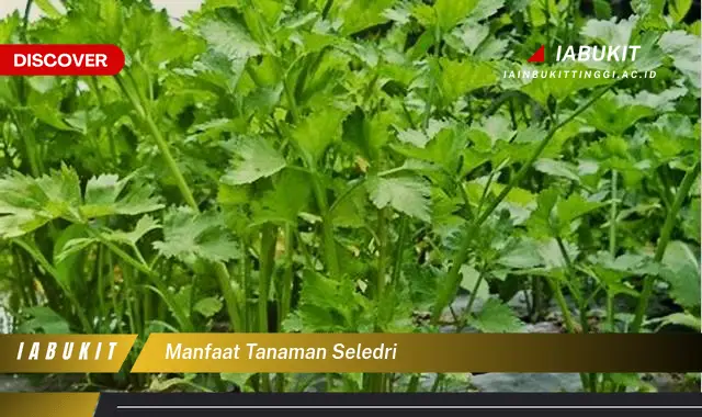 manfaat tanaman seledri