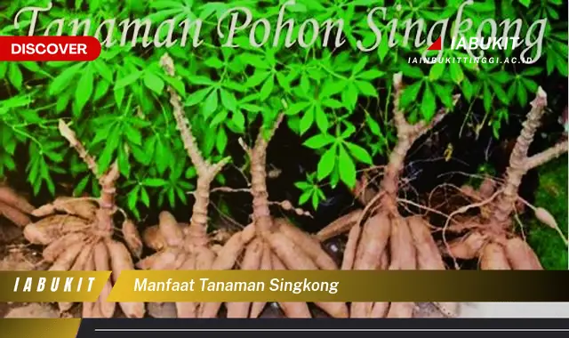 manfaat tanaman singkong manfaat tanaman singkong