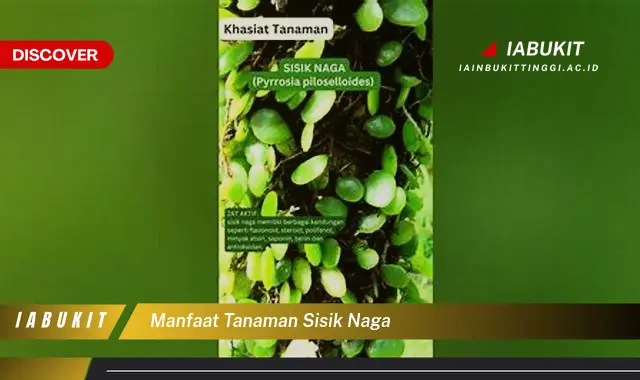 manfaat tanaman sisik naga