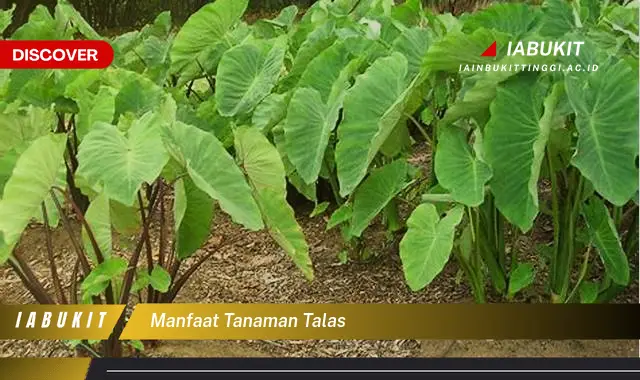 manfaat tanaman talas