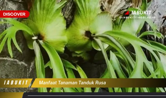 manfaat tanaman tanduk rusa