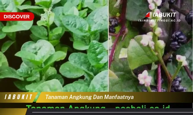 tanaman angkung dan manfaatnya