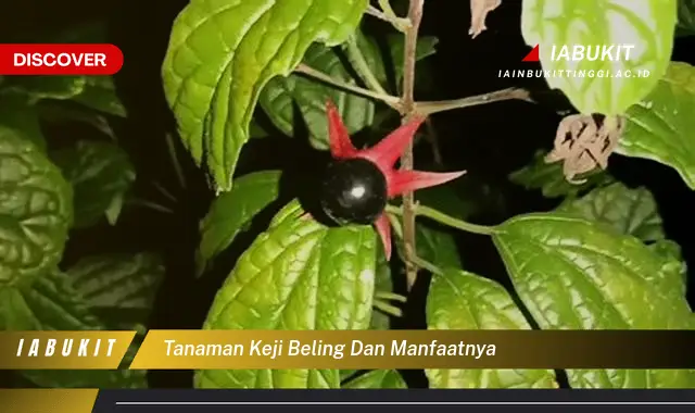 tanaman keji beling dan manfaatnya