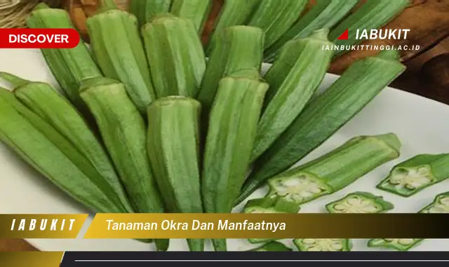 tanaman okra dan manfaatnya