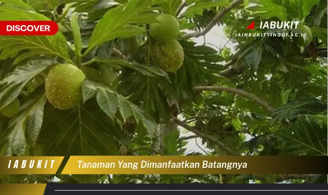 tanaman yang dimanfaatkan batangnya