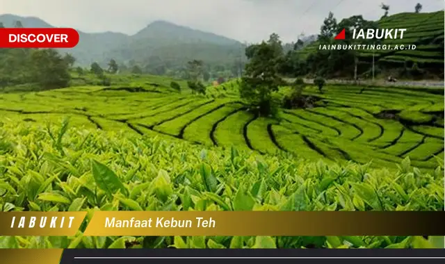 manfaat kebun teh