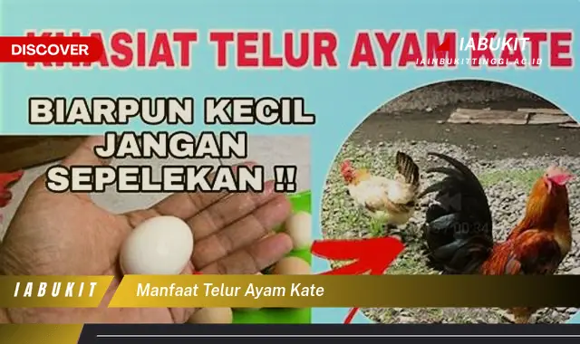 manfaat telur ayam kate