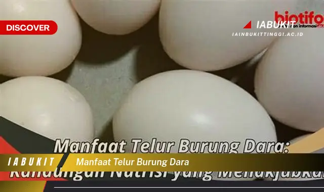 manfaat telur burung dara