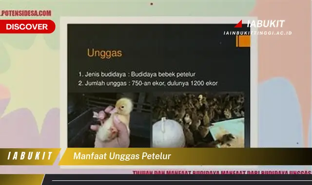 manfaat unggas petelur