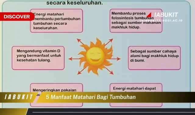 5 manfaat matahari bagi tumbuhan