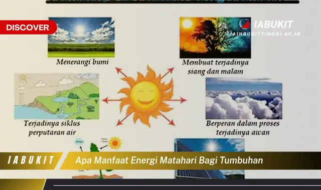apa manfaat energi matahari bagi tumbuhan