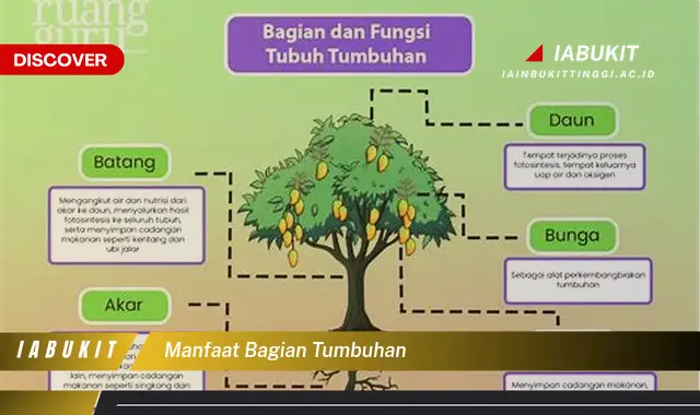 Ketahui 7 Manfaat Bagian Tumbuhan Yang Jarang Diketahui Discover