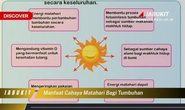 manfaat cahaya matahari bagi tumbuhan