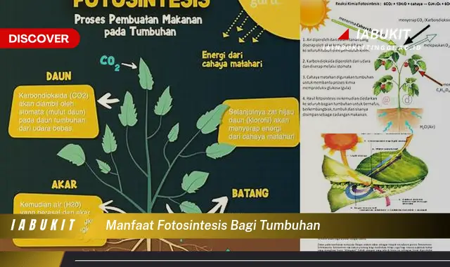 Temukan 7 Manfaat Fotosintesis Bagi Tumbuhan Bikin Kamu Penasaran