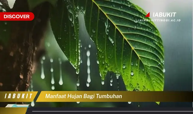 manfaat hujan bagi tumbuhan