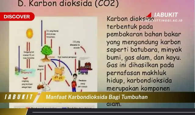 manfaat karbondioksida bagi tumbuhan