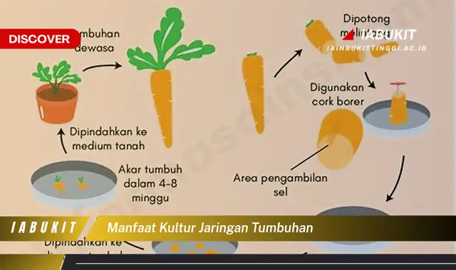 manfaat kultur jaringan tumbuhan