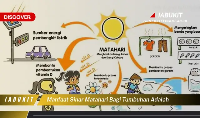 manfaat sinar matahari bagi tumbuhan adalah