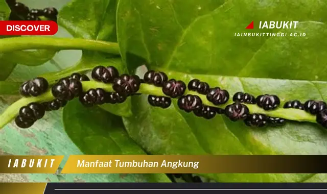 Temukan 7 Manfaat Tumbuhan Angkung Yang Bikin Kamu Penasaran Discover