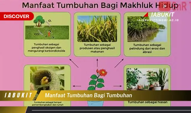 manfaat tumbuhan bagi tumbuhan