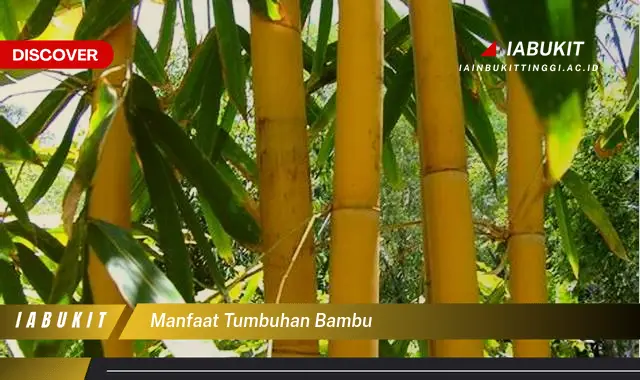 manfaat tumbuhan bambu manfaat tumbuhan bambu