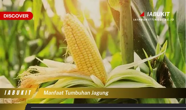 manfaat tumbuhan jagung