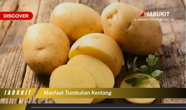 manfaat tumbuhan kentang