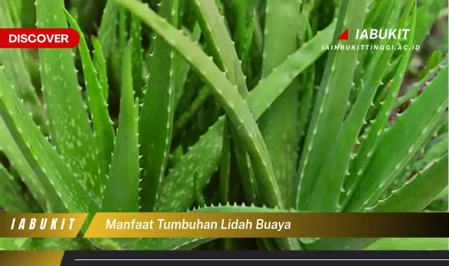 Temukan 7 Manfaat Lidah Buaya Yang Jarang Diketahui - Discover