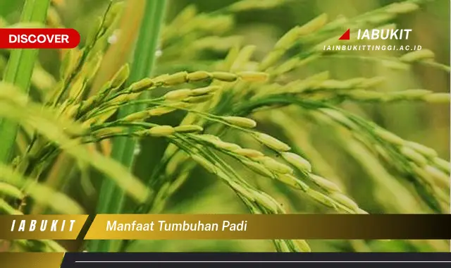 manfaat tumbuhan padi