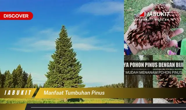 Ketahui Manfaat Tumbuhan Pinus yang Bikin Kamu Penasaran