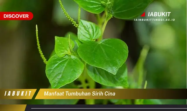 manfaat tumbuhan sirih cina