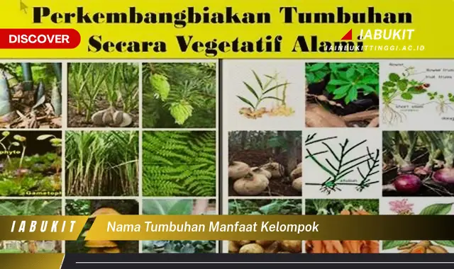 nama tumbuhan manfaat kelompok