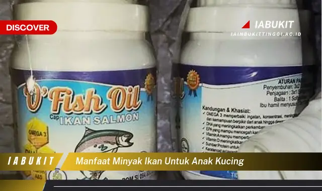 Bikin Penasaran, Inilah 7 Manfaat Minyak Ikan untuk Anak Kucing