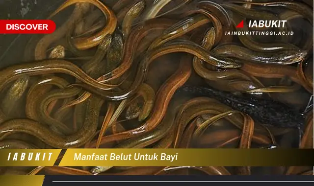 manfaat belut untuk bayi