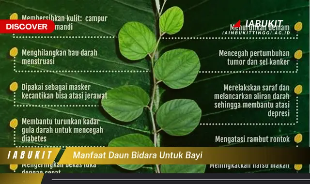 manfaat daun bidara untuk bayi