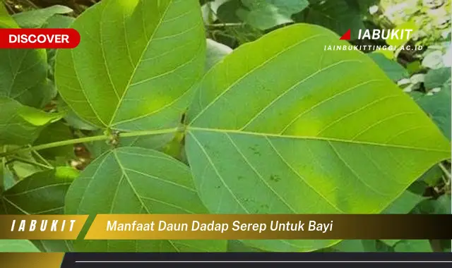 manfaat daun dadap serep untuk bayi