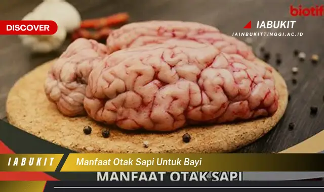 manfaat otak sapi untuk bayi