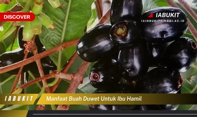 manfaat buah duwet untuk ibu hamil