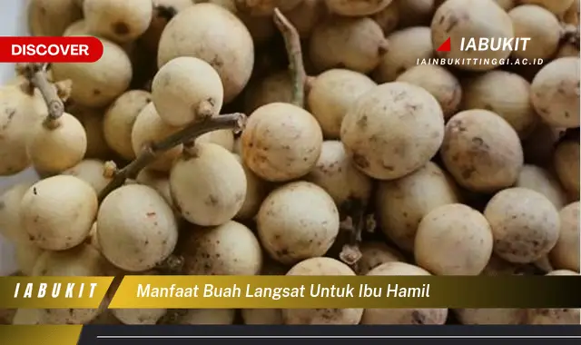 manfaat buah langsat untuk ibu hamil manfaat buah langsat untuk ibu hamil