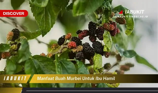 Temukan Manfaat Buah Murbei Untuk Ibu Hamil Yang Kamu Harus Tahu