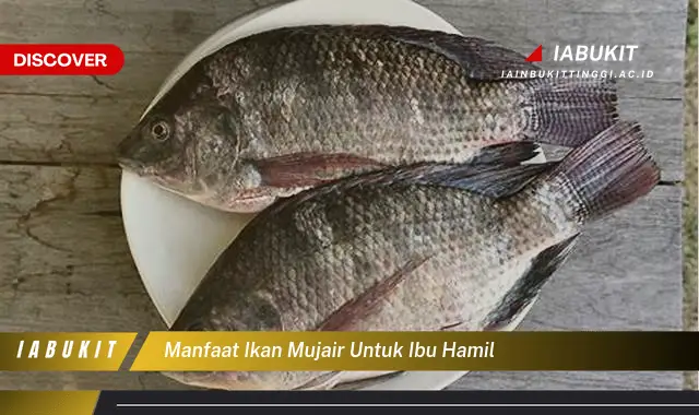 manfaat ikan mujair untuk ibu hamil