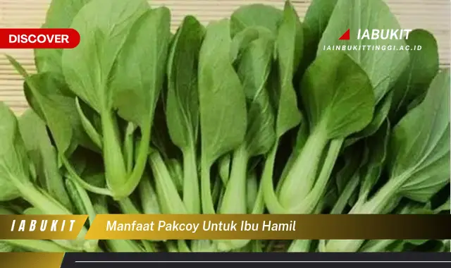 manfaat pakcoy untuk ibu hamil