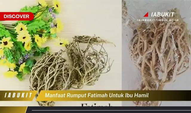 manfaat rumput fatimah untuk ibu hamil