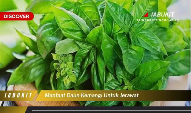 manfaat daun kemangi untuk jerawat
