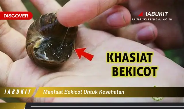 manfaat bekicot untuk kesehatan